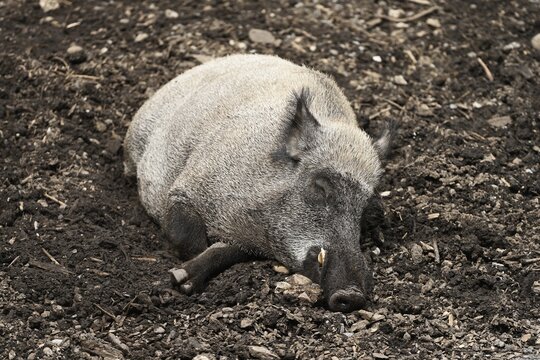 Wild boar (Sus scrofa), wallowing, captive, Switzerland