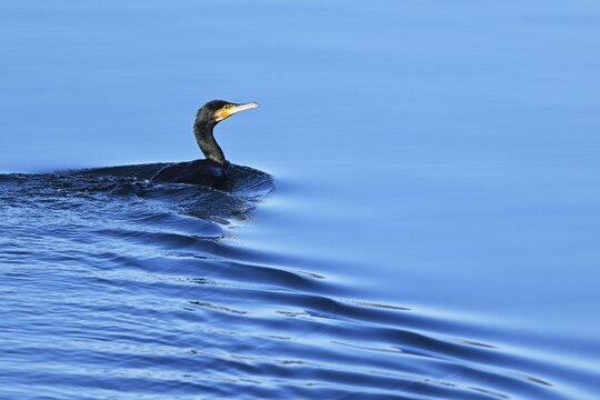 Great cormorant (Phalacrocorax carbo), swimming, Switzerland