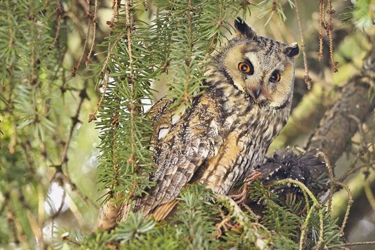 Long-eared owl (Asio otus), with captured blackbird in its clutches, Canton Zug, Switzerland