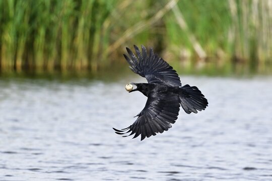 Carrion crow (Corvus corone), in flight, with egg of Great Crested Grebe in its beak, Switzerland