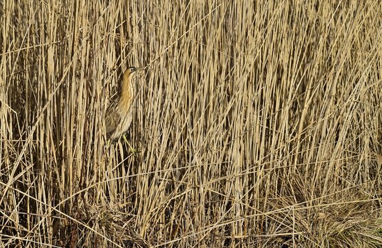 Eurasian bittern (Botaurus stellaris), camouflaged in reeds, Canton Vaud, Switzerland