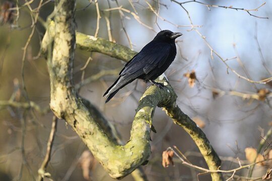 Carrion crow (Corvus corone), sitting on branch, Switzerland