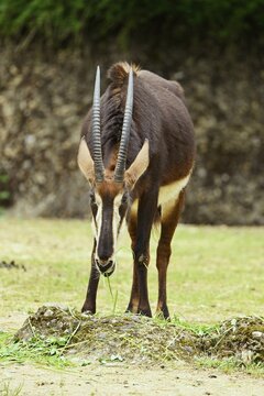 Sable antilope (Hippotragus niger), captive, Switzerland