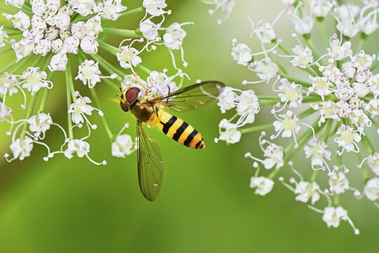 Hoverfly (Syrphidae), on flower, Switzerland