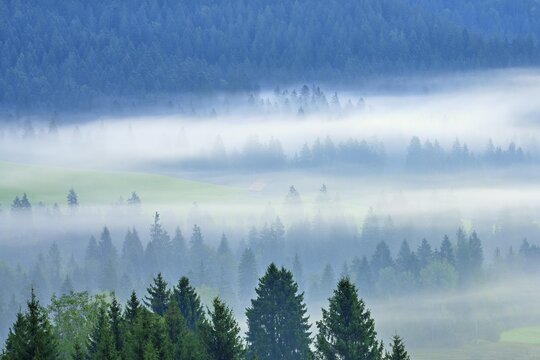 Cloud Forest, Canton Schwyz, Switzerland