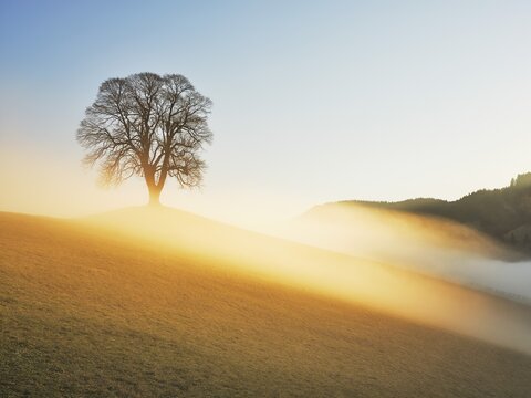 Lime tree in the fog Menzingen, Canton Zug, Switzerland