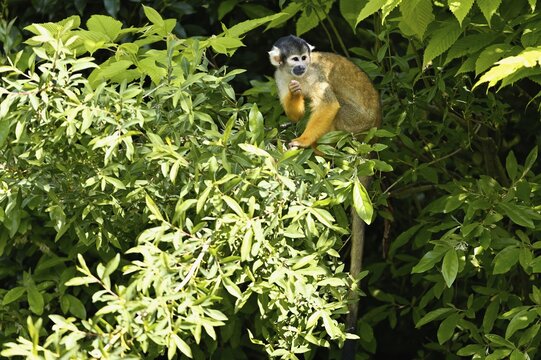 Black-capped squirrel monkey (Saimiri boliviensis), captive, Switzerland