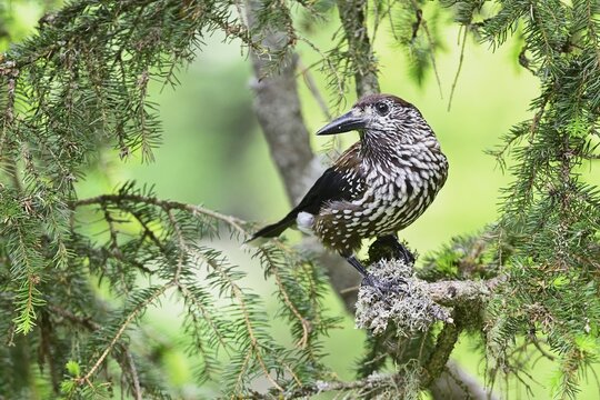 Spotted nutcracker (Nucifraga caryocatactes), sitting on a branch in a fir tree, Switzerland