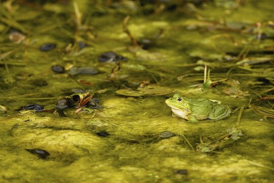 Green frog (rana esculenta), sitting on algae carpet in pond, Switzerland