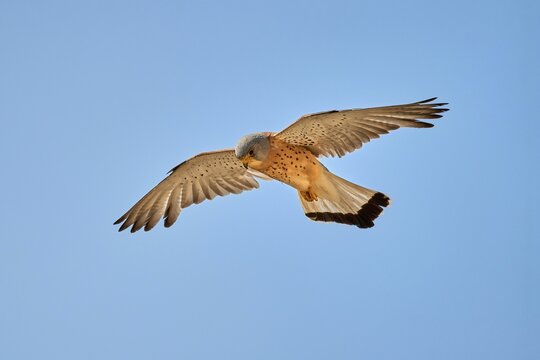 Lesser Kestrel (Falco naumanni), male in flight, Matera, Basilicata, Italy
