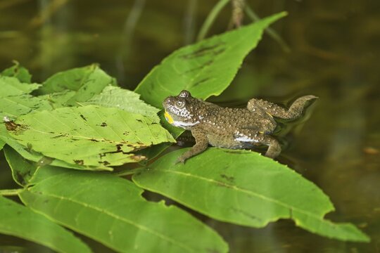 Yellow-bellied toad (Bombina variegata), Switzerland
