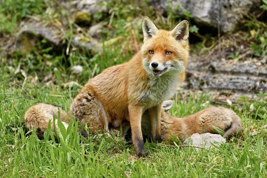 A red fox (Vulpes vulpes), sucking mother's milk from a fawn, captive, Switzerland