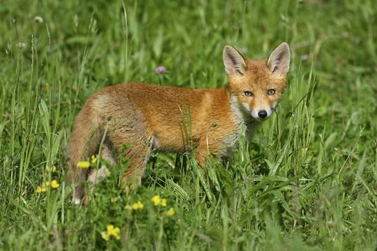 Red fox (Vulpes vulpes), puppy standing in a meadow, Switzerland