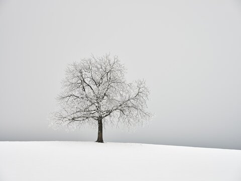 Winter Landscape, Snowy Tree in the Fog, Canton Zug, Switzerland