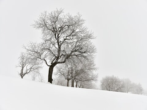 Winter Landscape, Snowy Row of Trees in the Fog, Canton Zug, Switzerland