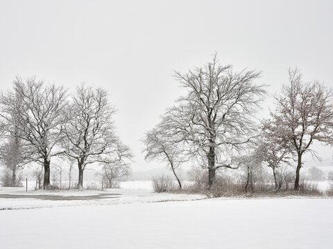 Winter landscape, tree avenue of english oaks (Quercus robur) (synonym: Quercus pedunculata), in snow-covered landscape, Reussspitz nature reserve, H&uuml;nenberg, Canton Zug, Switzerland
