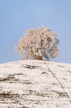 Winter landscape, lime tree (Tilia), in hoarfrost, Canton Zug, Switzerland
