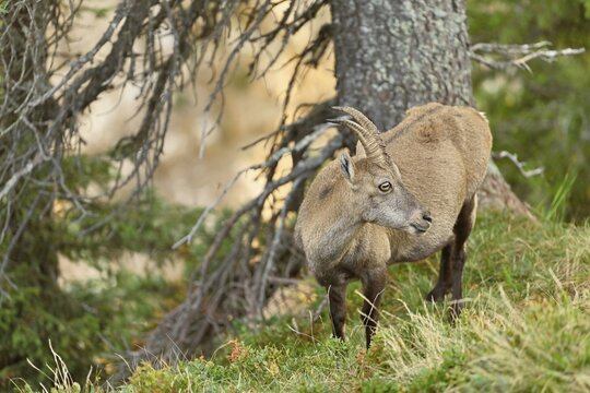 Alpine ibex (Capra ibex), goat standing in meadow, Bernese Oberland, Canton Bern, Switzerland