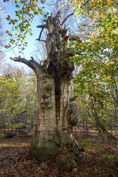 Dead English oak (Quercus robur), cyclops oak, primeval forest Sababurg, Reinhardswald nature park Park, Hesse, Germany