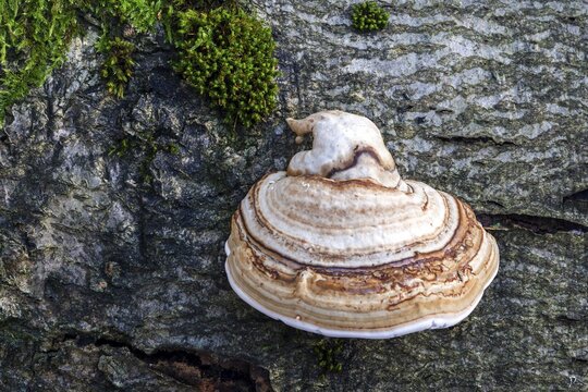 Fungus, true tinder fungus (Fomes fomentarius), growing on dead tree trunk, primeval forest Sababurg, Reinhardswald nature park Park, Hesse, Germany