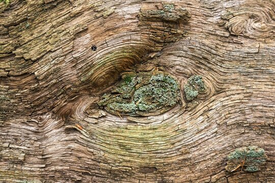 Structures in the wood of a dead tree trunk, Sababurg primeval forest, Reinhardswald nature park Park, Hesse, Germany