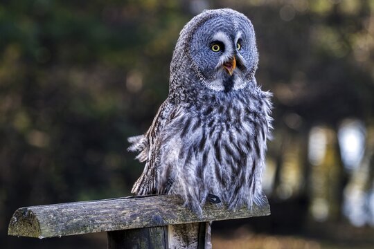 Great Grey Owl (Strix nebulosa nebulosa), captive, Sababurg Zoo, Hesse, Germany