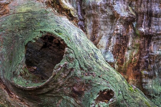 Structures in the weathered wood on a dead tree trunk, Sababurg primeval forest, Reinhardswald nature park Park, Hesse, Germany