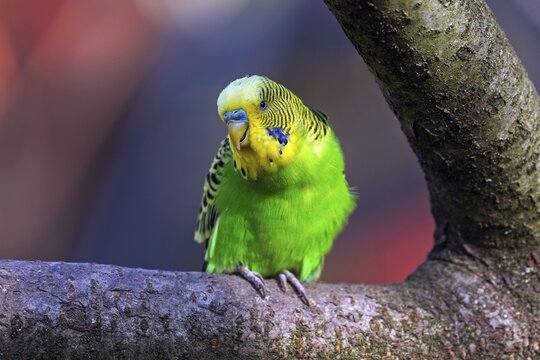 Green-yellow budgie (Melopsittacus undulatus), captive, Sababurg Zoo, Hesse, Germany