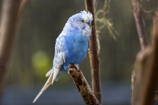 Blue budgie (Melopsittacus undulatus), captive, Sababurg Zoo, Hesse, Germany