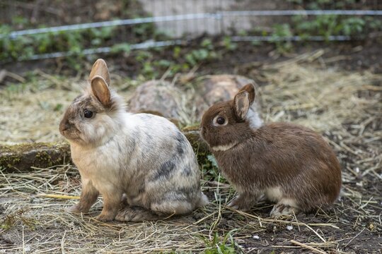 Lionhead rabbits and dwarf rabbits in garden enclosure, Stuttgart, Baden-W&uuml;rttemberg, Germany