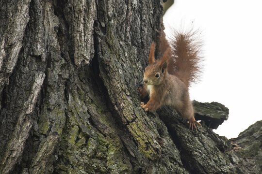 Eurasian red squirrel (Sciurus vulgaris) on a tree, Rosensteinpark, Baden-W&uuml;rttemberg, Germany