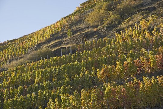 Vineyards in autumn, Ahr valley, red wine of the Pinot Noir and Portugieser grape is grown here, red wine growing region, Eifel, Rhineland-Palatinate, Germany