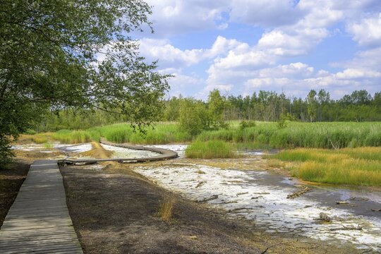 Plank path through the Soos mineral bog, Skaln&aacute;, Karlovarsk&yacute; kraj, Czech Republic