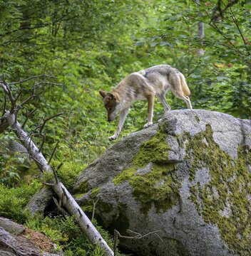 Gray wolf (Canis lupus), wolf enclosure of Srn&iacute;, Plzeňsk&yacute; kraj, Czech Republic