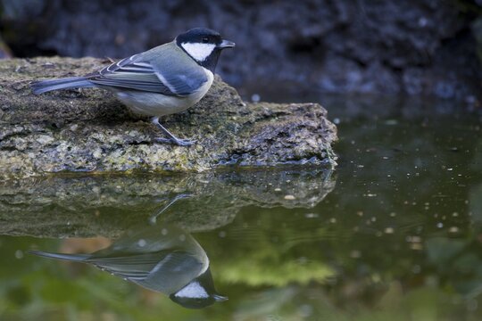 Great Tit (Parus major) at the drinking trough, Emsland, NIedersachsen, Germany