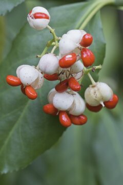 White european spindle (Euonymus europaeus), Rhineland-Palatinate, Germany