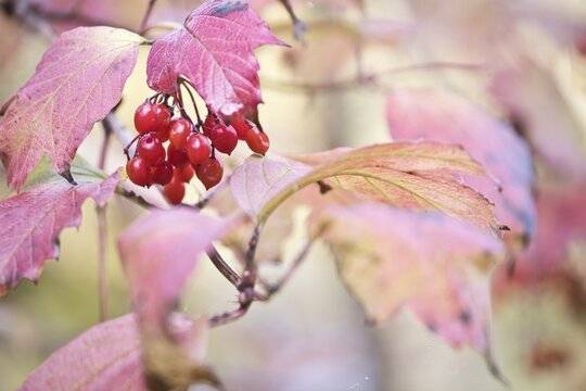 Guelder rose (Viburnum opulus) with fruits in autumn foliage, Rhineland-Palatinate, Germany