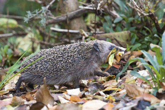 European hedgehog (Erinaceus europaeus) with collected leaves in its mouth, walking over leaf-covered ground, Hesse, Germany