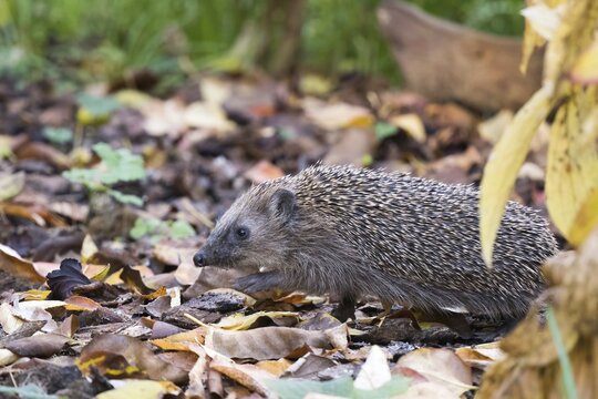 European hedgehog (Erinaceus europaeus) walking over leafy ground, Hesse, Germany