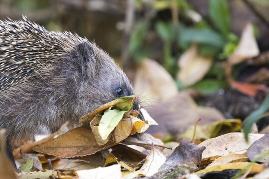 European hedgehog (Erinaceus europaeus) with collected leaves in its mouth, animal portrait, Hesse, Germany
