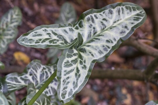 Italian arum (Arum italicum Pictum), Emsland, Lower Saxony, Germany