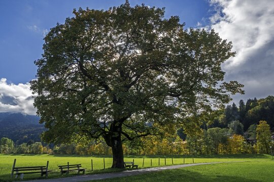 Walkway with autumnal tree, Oberstdorf, Oberallg&auml;u, Allg&auml;u, Bavaria, Germany