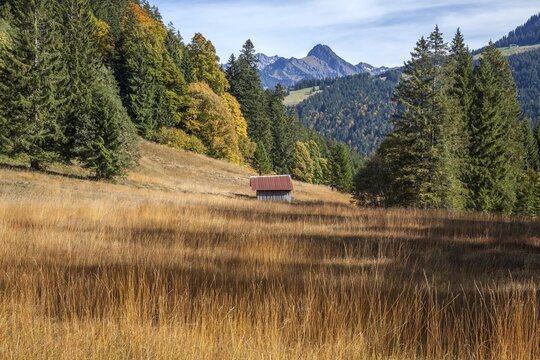 Autumn forest, autumn landscape below the Engenkopf, H&ouml;fats at the back, near Oberstdorf, Allg&auml;u Alps, Upper Allg&auml;u, Allg&auml;u, Bavaria, Germany