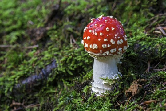 Young toadstool (Amanita muscaria), Oberallg&auml;u, Allg&auml;u, Bavaria, Germany