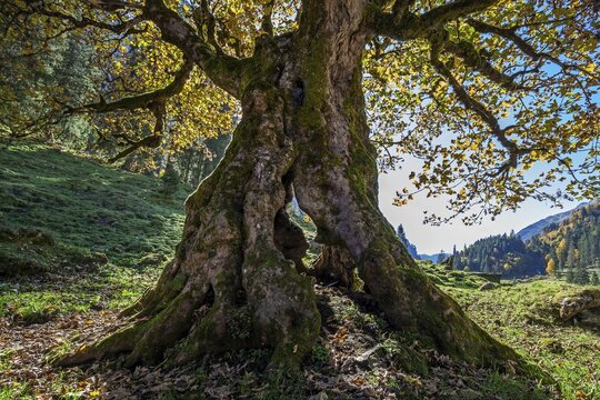 Sycamore maple (Acer pseudoplatanus) in autumn foliage, near Breitengehren-Alpe, Rappenalptal, autumn atmosphere, near Oberstdorf, Oberallg&auml;u, Allg&auml;u, Bavaria, Germany