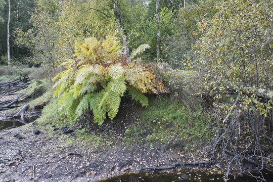 Royal fern (Osmunda regalis), Emsland, Lower Saxony, Germany