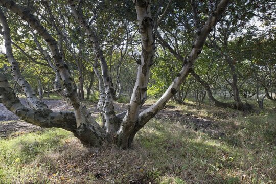 Warty birch (Betula pendula), Zeeland Province, Netherlands