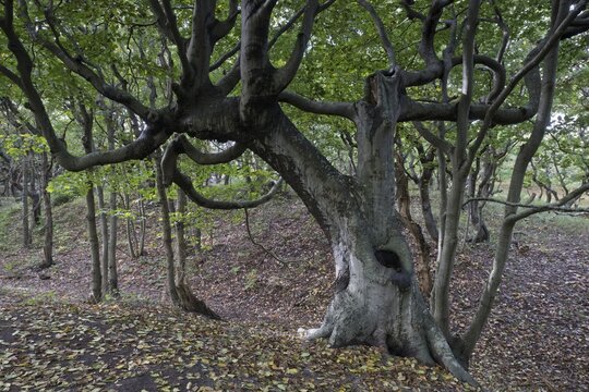 Bizarrely grown copper beech (Fagus sylvatica) in the dunes, Zeeland province, Netherlands