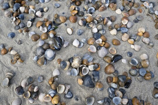 Mussels on the beach, Zeeland Province, Netherlands