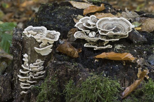 Butterfly tramete (Trametes versicolor), Emsland, Lower Saxony, Germany